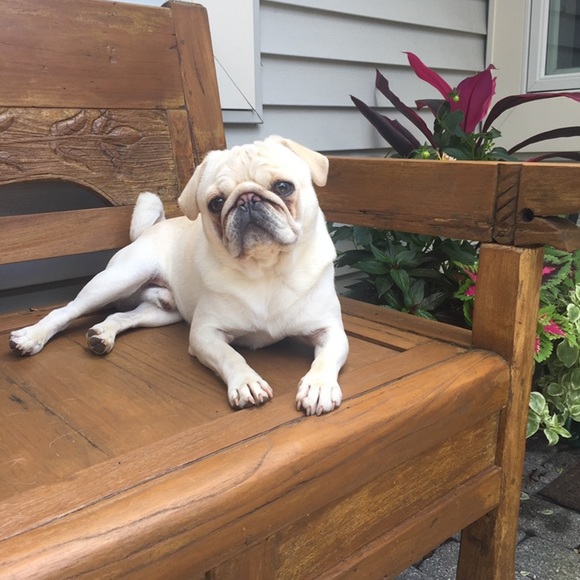 Meet your Posher, Tara - Picture 5 of 6